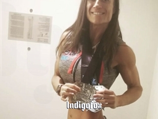 Indigofox